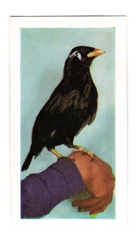 Hornimans tea pets card 1960 - card,