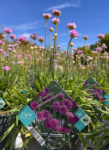 Armeria pseudarmeria