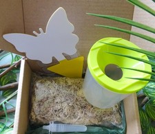 Basic Stick Insect Starter Kit