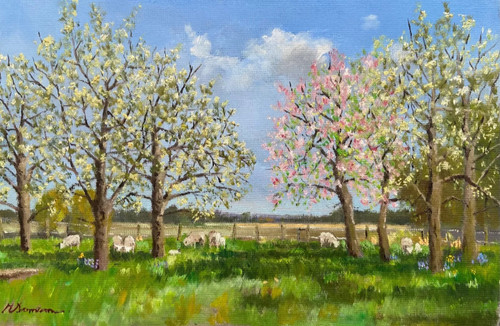 Spring lambs and blossom kent - and,