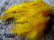 IFS Bleached Golden Pheasant
