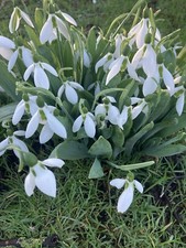 Thirty Snowdrop or Galanthus
