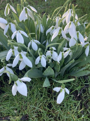 Thirty snowdrop galanthus - thirty,