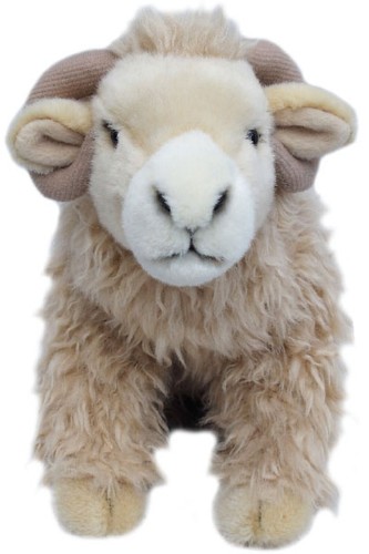 White faced highland - white,