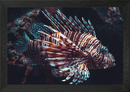 Red lion fish - fish, wall