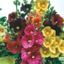 Hollyhock Seeds Giant Single