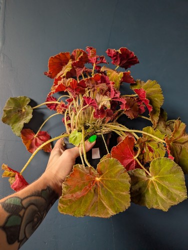 Begonia amber love plant - begonia,
