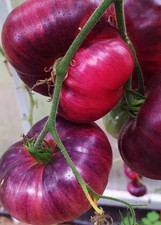 TOMATO 25 SEEDS AMETHYST JEWEL