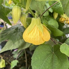 Abutilon Canary Bird- Stunning Yellow Flowers - 9cm Pot 20cm