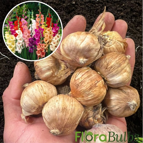 Gladioli bulbs mixed summer - gladioli,