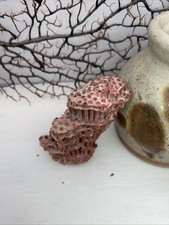 Red dead pipe coral reef - red, bone