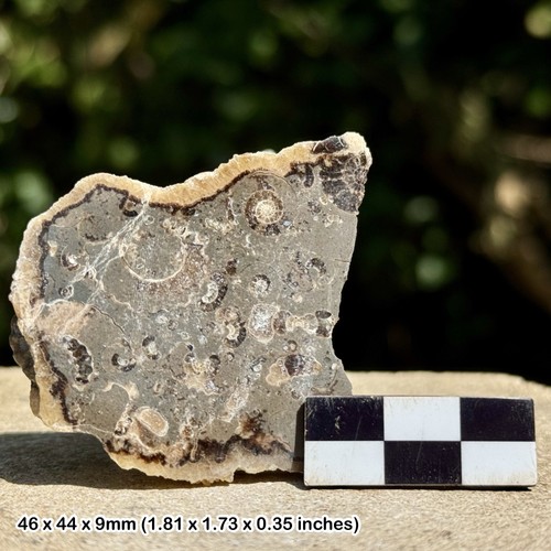 Promicroceras ammonite fossil - ammonite,