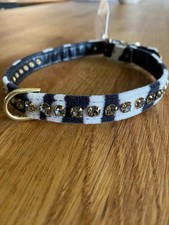 Mirage new stunning zebra dog