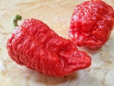 GENGHIS KHAN BRAIN -15 X