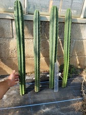 TRIC*O - Hybrids Huge Cuts, Future Specimen Plants Once Rooted! 