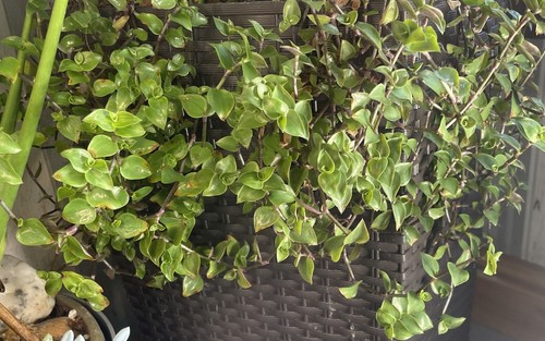 Large rooted turtle vine - x2,