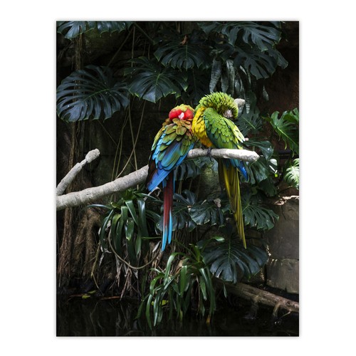 Colourful sleeping parrots - colourful,