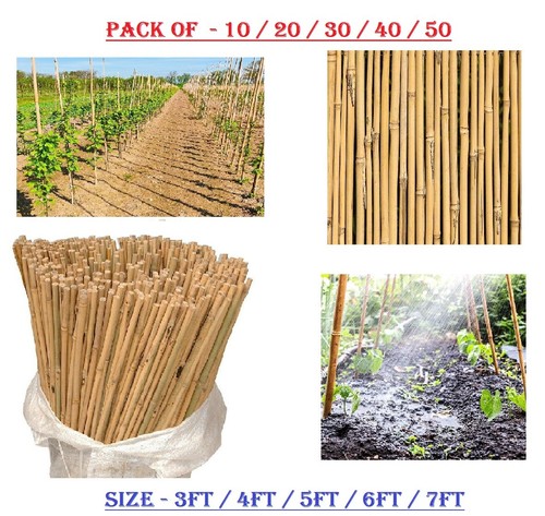 Pack high quality - of,