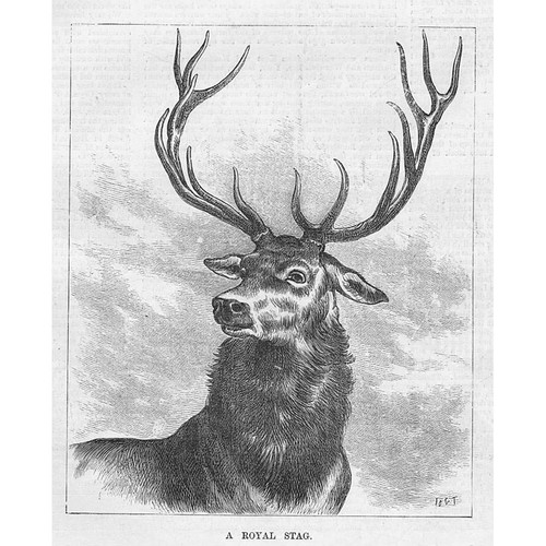 Royal stag antique print - a,