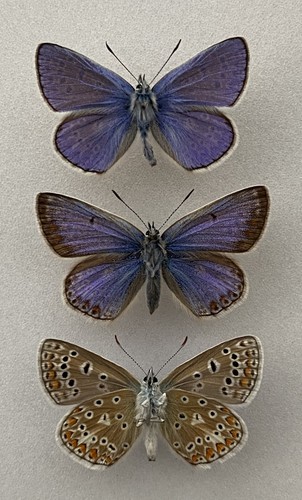 Trio common blue - a,