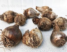 (10-PACK) Daffodil bulbs -