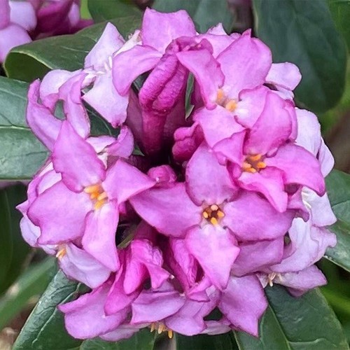 Daphne bholua mary rose - mary,
