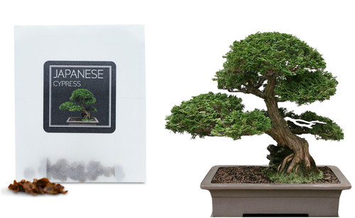 Japanese cypress bonsai - japanese,