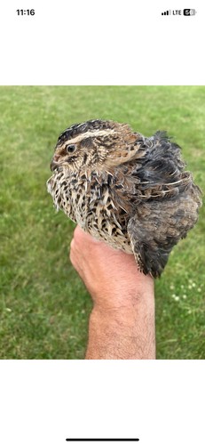 Quail