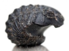 ACASTOIDES TRILOBITE Fossil