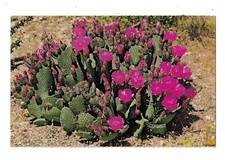 Beaver Tail Cactus Postcard