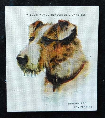 Wire haired fox terrier - fox,