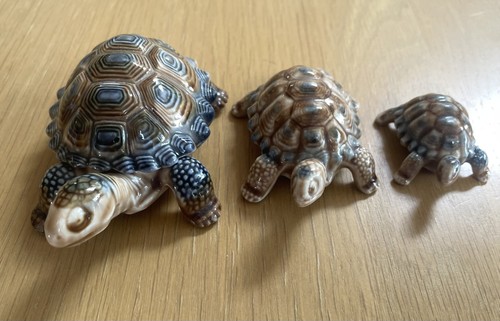 Wade tortoise family