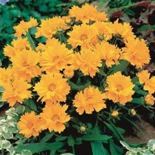 Coreopsis Grandiflora Dwarf