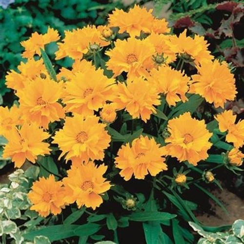 Coreopsis grandiflora dwarf - coreopsis,
