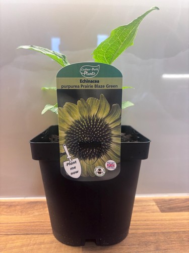 Echinacea prairie blaze green - prairie,
