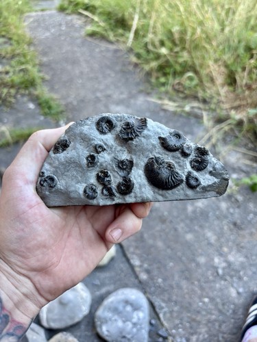 Claviceras multiblock ammonite - claviceras,
