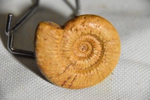 Rare ammonite perisphinctes - ammonite,