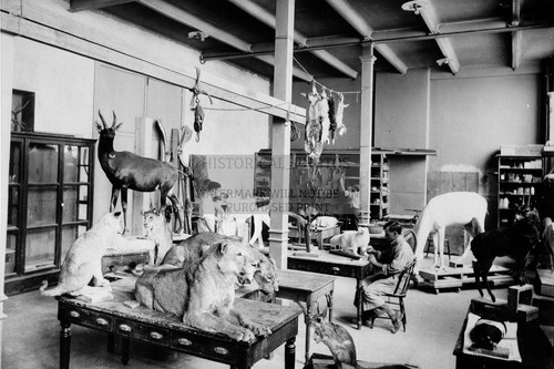 Taxidermy workshop national - taxidermy,