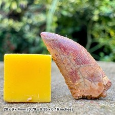 Carcharodontosaurus dinosaur tooth fossil (similar to t-rex) - cretaceous, kem