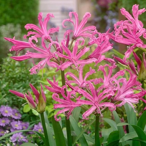Nerine lily bulbs for - lily,