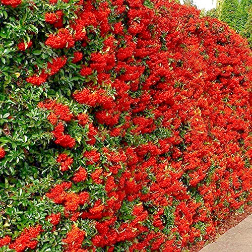 Pyracantha red column - pyracantha,