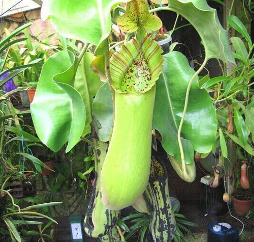 Seeds nepenthes truncata - 5,
