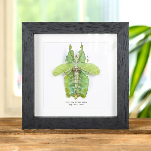 Gray leaf insect with - gray's,