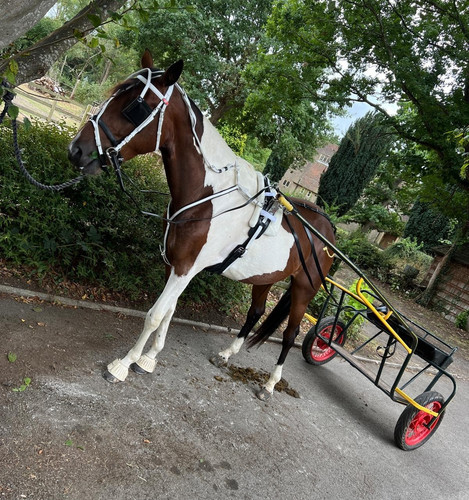 Two wheel horse driving - two-wheel,