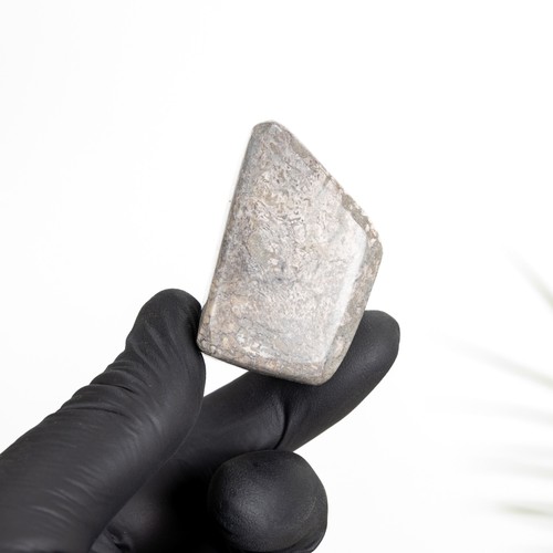 Polished dinosaur bone pebble - polished,