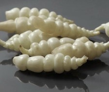 5 Live Sprouted Root Bulbs