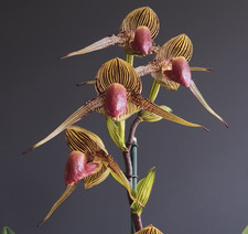 Paphiopedilum rothschildianum, orchid species for every collection, big plant