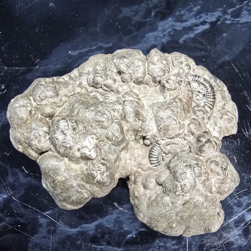 Pyrite multi ammonite fossils - pyrite, multi-ammonite