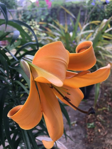 Five orange lilium longiflorum - five,