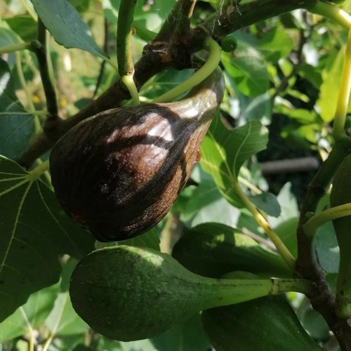 Hardy brown turkey fig tree - brown,
